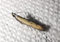 Mesophleps trinotella