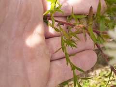 Symphyotrichum pilosum