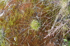Carex melanocarpa