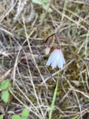 Acis autumnalis