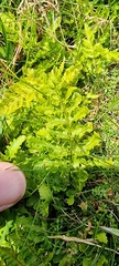 Dryopteris aemula