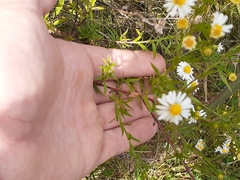 Symphyotrichum pilosum