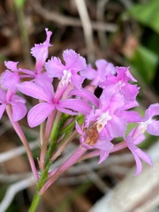 Epidendrum denticulatum