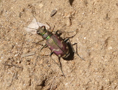 Cicindela limbalis