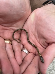 Thamnophis marcianus