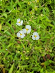 Sagittaria graminea