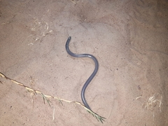 Afrotyphlops mucruso