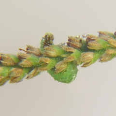 Syrphini