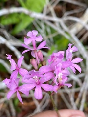 Epidendrum denticulatum