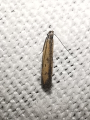 Mesophleps trinotella