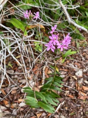 Epidendrum denticulatum
