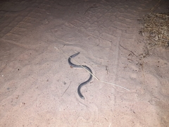 Afrotyphlops mucruso