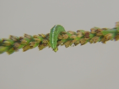 Syrphini