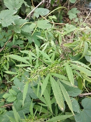 Cannabis sativa spontanea