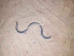 Afrotyphlops mucruso