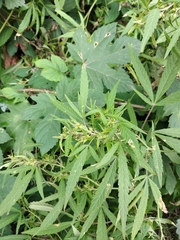 Cannabis sativa spontanea