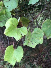 Vitis cinerea