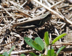 Melanoplini