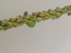 Syrphini