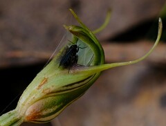 Sciaroidea