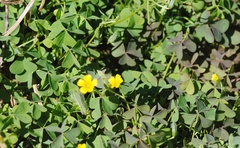 Oxalis corniculata