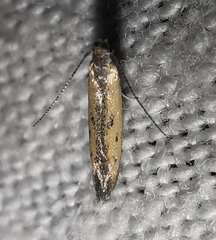 Mesophleps trinotella