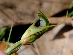 Sciaroidea