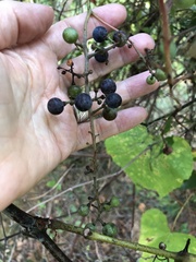 Vitis cinerea