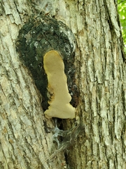 Fomitiporia punctata