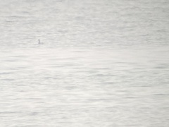 Podiceps auritus