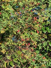 Rosa nutkana