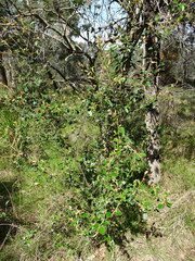 Pomaderris paniculosa