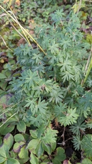 Lupinus polyphyllus
