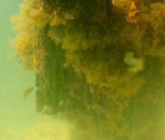 Tautogolabrus adspersus