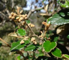 Pomaderris paniculosa