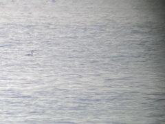 Podiceps auritus