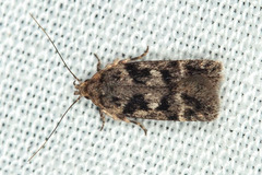 Caryocolum pullatella
