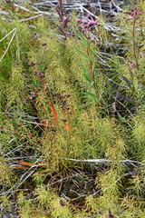 Luzula multiflora sibirica