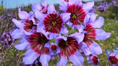 Leucocoryne purpurea