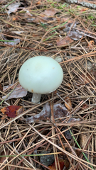 Amanita citrina