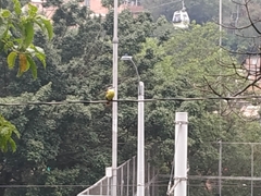 Pitangus sulphuratus