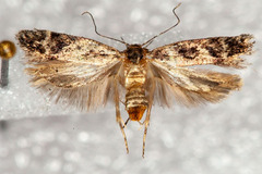 Caryocolum pullatella