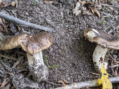 Russula nigricans