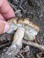 Russula nigricans