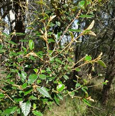 Pomaderris paniculosa