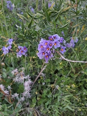 Solanum crispum