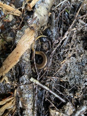 Desmognathus ochrophaeus