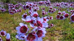 Leucocoryne purpurea