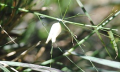 Flatormenis proxima