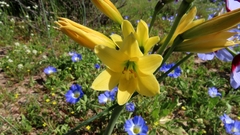 Zephyranthes bagnoldii